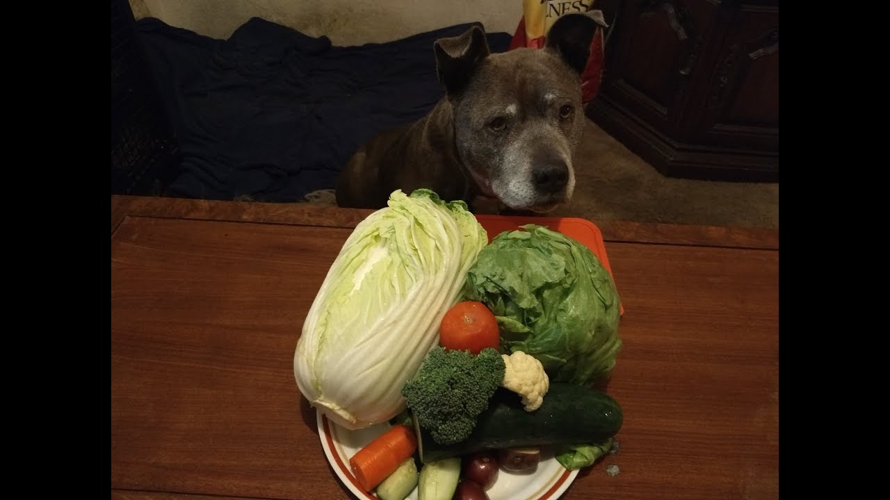 Pitbull food vegetables review will she eat it all? YouTube