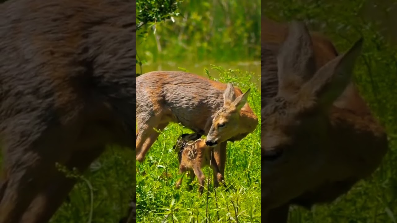 Beautiful Life Deer/Deers Videos/Naturall Scenes 4k 