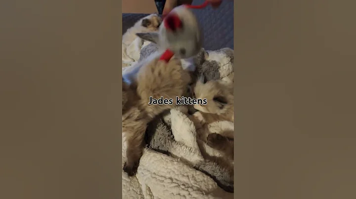 Watch the video about Jades kittens playing kats Himalayan Kittens on Facebook