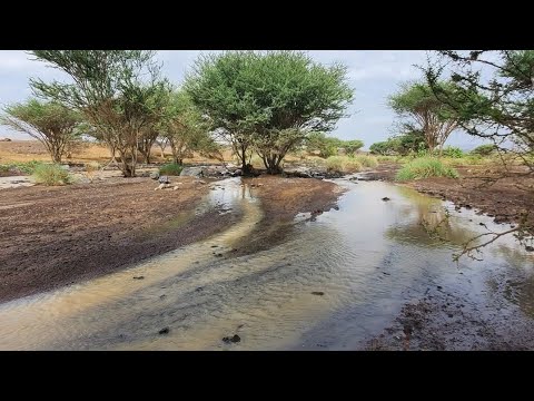 محمد الشاطري الله من قلب تزايد به الهم حصريا