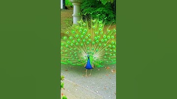 Thumbnail of beautiful peacock dance in rain #peacock #dance