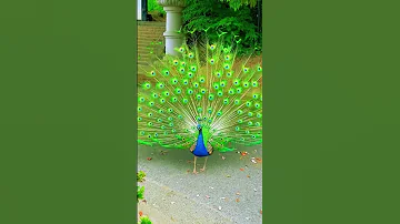 Beautiful Peacock Dance In Rain Peacock Dance 