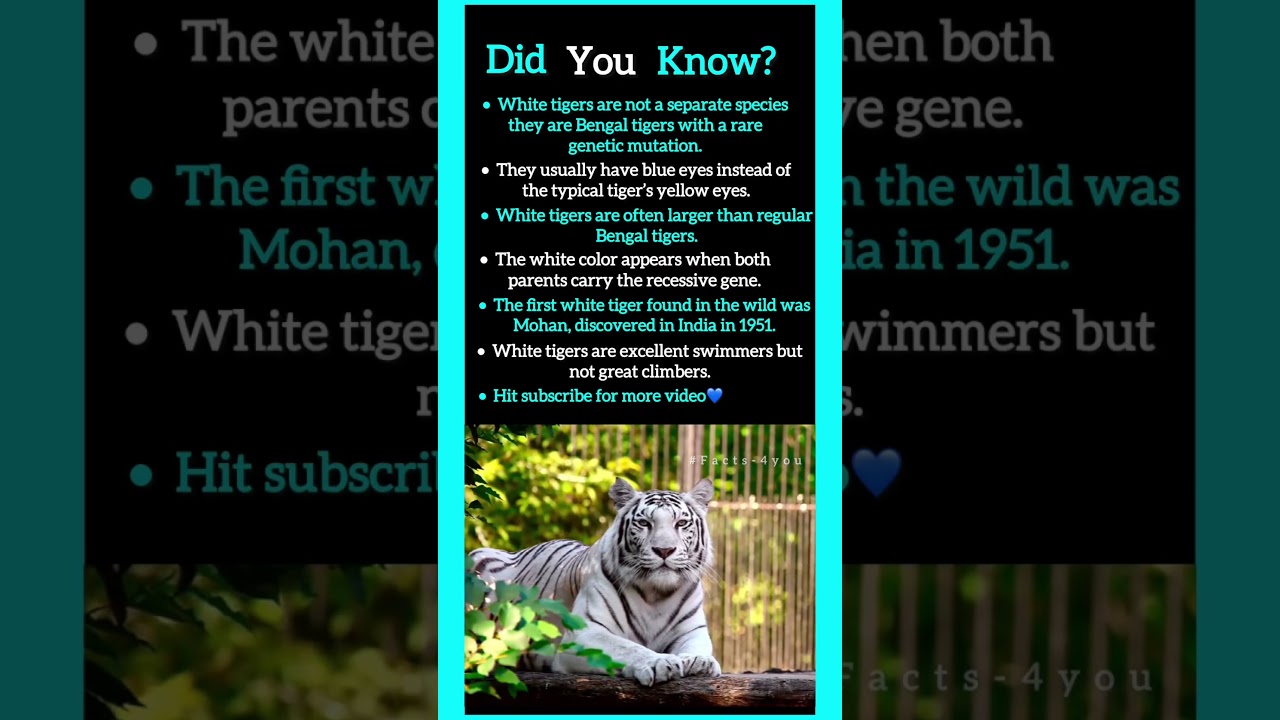 Facts about White Tiger🔥