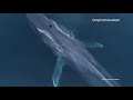 Video: Blue whale and calf off San Diego coast