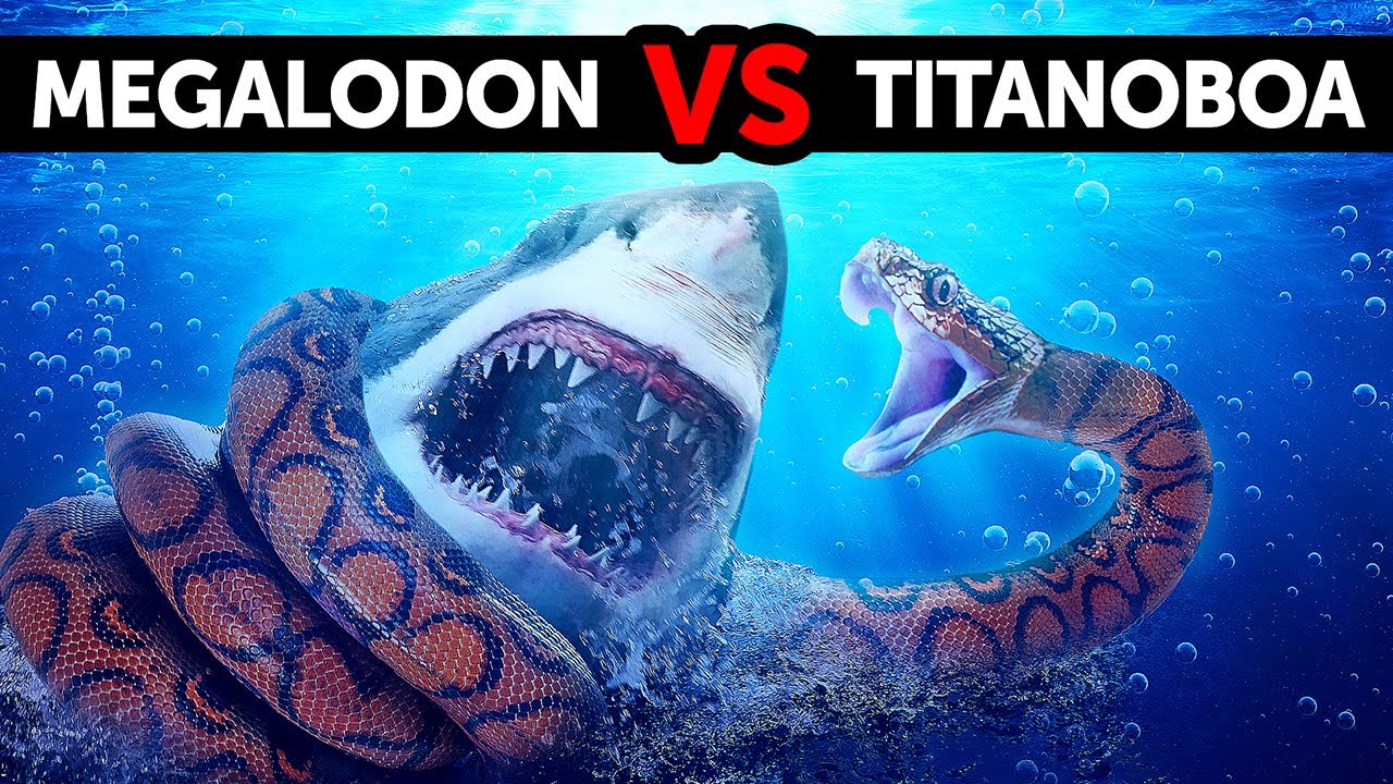 Co by było, gdyby megalodon napotkał największego węża na świecie