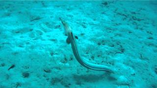 US Snake Eel Hunts and Catches Prey in the Celebes Sea