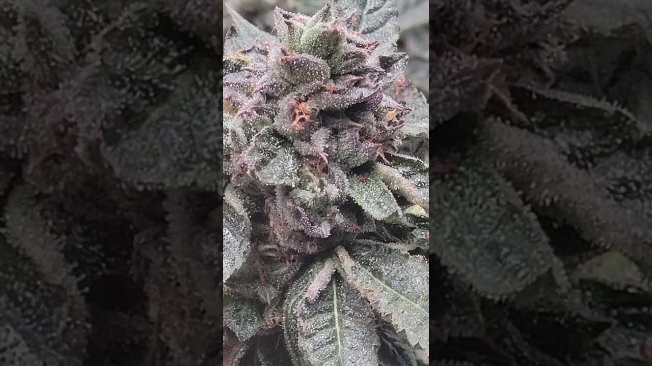 BirthdayPunch#2 - Headcake - KushMint - Day 50