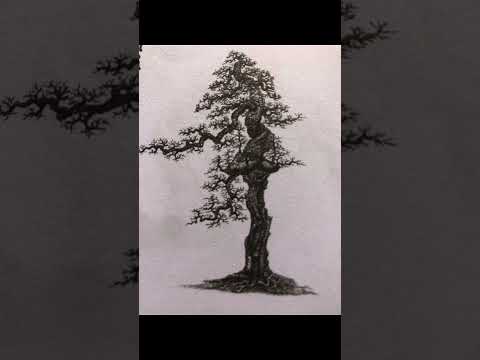Video Demo bonsai đẹp - youtube