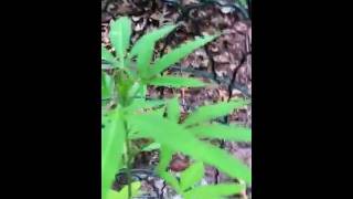 Marijuana Plant 15 Weeks Old