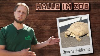 Schwergewichte Im Zoo Neuwied Schildkröten