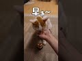 緊急で動画回してます【新技】#shorts
