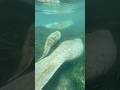 I found a tiny Manatee! #shorts #animals #manatee #nature #wildlife #foryou #reels #explore #travel