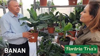 BANANUL, o frumoasa planta exotica, adaptabila, decor superb in casa ta - Floraria Trias