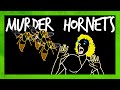 Should You Panic About Murder Hornets?