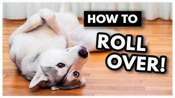 The EASIEST way to Teach Your Dog to ROLL OVER! | How to teach your dog to roll over