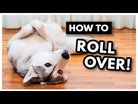 Video: Jak učit nové štěně Roll Over & triky