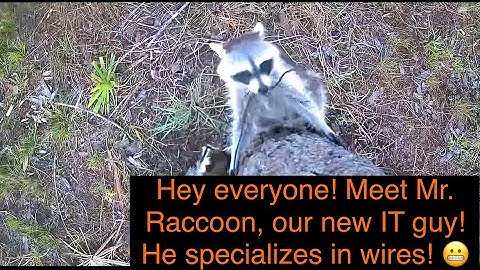 Troublemakers at it again! Meet our new IT guy, heard he’s great with wires 😳🦝🦌🧡 #Funny #Nature