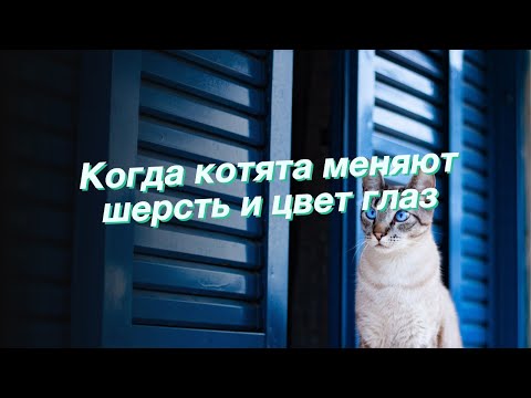 Когда котята меняют шерсть и цвет глаз