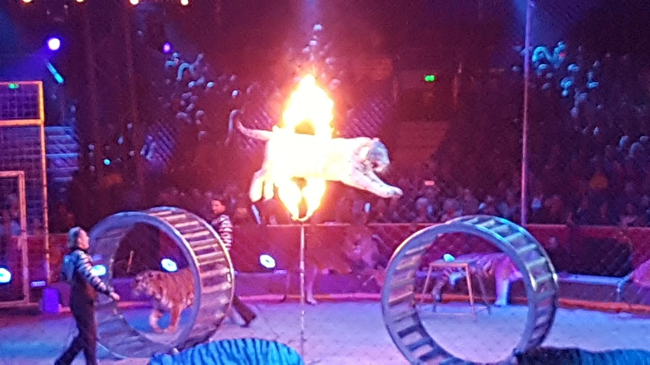 Monte Carlo Circus Festival 2017 Zapashny brothers Tigers leap through flaming hoops