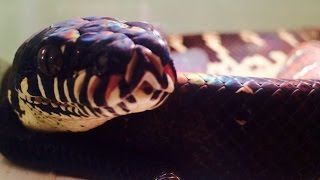 Змея линяет