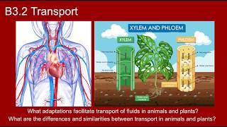 B3.2 Transport - IB Biology New Curriculum 2025