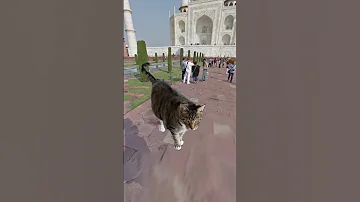 Snickers 🐈‍⬛ loves to travel and is dreaming of India 🕌