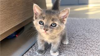 He Hated Cats... Until a Tiny Kitten Crawled Out From Under His Trailer in the Desert
