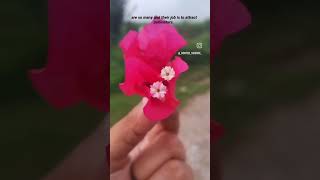 #bougainvillea #bougainvilleavarieties #bougainville #nature #biology #botanylovers