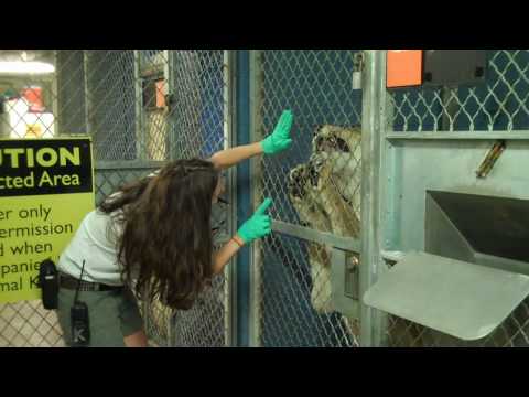 Zookeeper Kristen Clark training lions