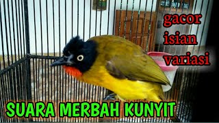 Suara merbah kunyit gacor variasi full isian