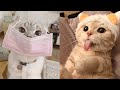 Try NotToLaugh or Grin While Watching Funny Animals Compilation #1