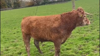 Loading Very Dangerous Cattle #Beef #Farming #Food