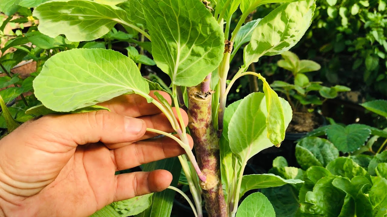 COMO FAZER MUDA DE COUVE COM GALHAS LATERAIS