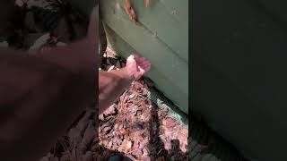 Mouse Removal And Pest Prevention