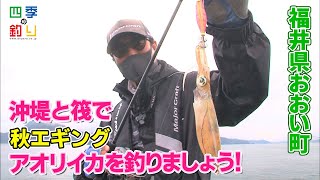沖堤と筏で秋エギング　アオリイカを釣りましょう！（四季の釣り/2021年10月1日放送）