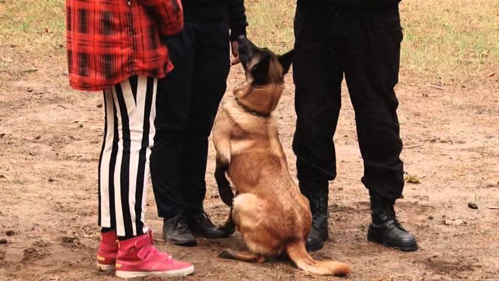 ZB 6ser - PROFESIJA Kinelogs