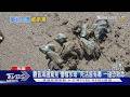 觀音海邊驚見「僧帽水母」 死活皆有毒 一碰恐致命｜TVBS新聞 @TVBSNEWS01