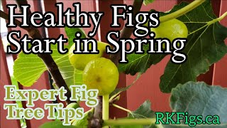Essential Tips for Maximum Figs!
