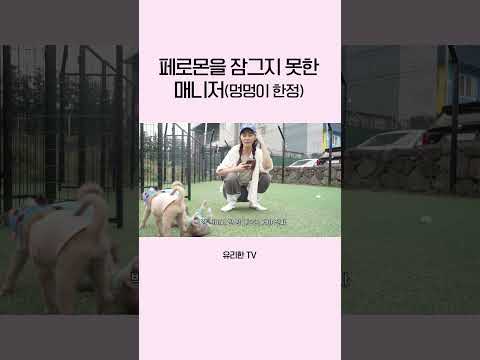 나홀로집에 비둘기 아줌마 조카 thumbnail