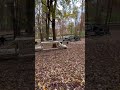 A #dog who loves agility jumps, tunnel, ramps and more. #puppylove #pets