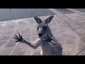 Kangaroo Gang Attacks Skydiver - YouTube