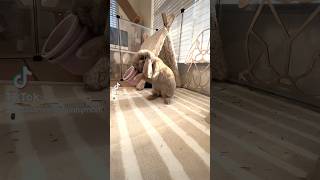 Bunny Playing With Toys bunny bunnymom freeroamrabbit freeroambunny konijn minilop animals