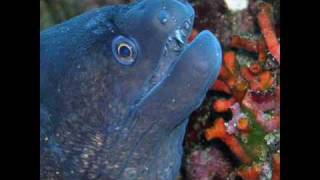 Mallorca Diving