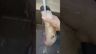 #short.Frozen Ox Offal/Ox Tongue/Niù Shè.@felyganzagan2822