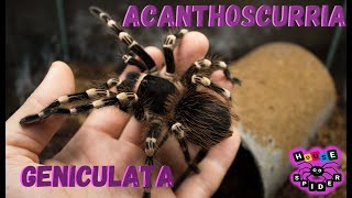 Spiders House о пауке птицееде Acanthoscurria geniculata краткое описание (Паук Птицеед)