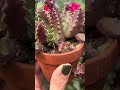 Fall is for huernia