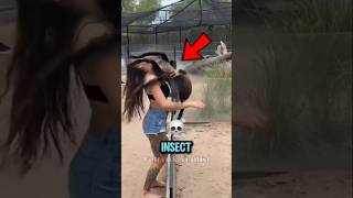 Top 5 Giant Insects That Shouldn’t Exist 😱 (The Last One Is Nightmare Fuel)