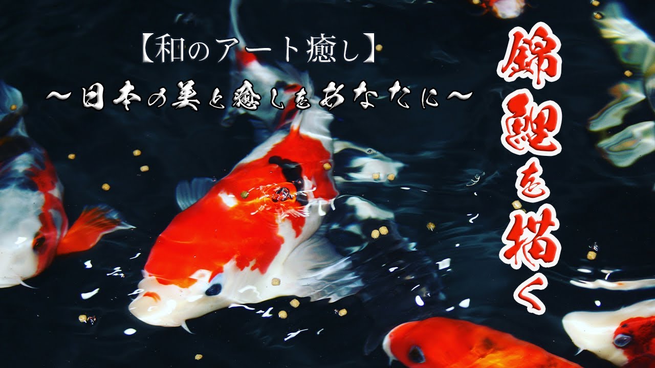 はじめての錦鯉ガイド｜日本が誇る美しい観賞魚と飼い方・種類・購入