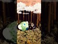 Cloudy Skies | Hank with Wally #moonblobs #blobs #stopmotion