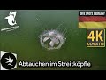 Abtauchen im Streitköpfle 2023 - Dive Spots Germany 🇩🇪 - @wasserspatz